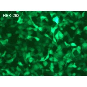 ViroMag R/L -Transduction Reagent