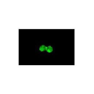 CD64 (10.1) Alexa Fluor® 488