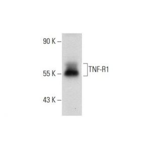 TNF-R1 (H-5) AC