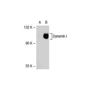 Dynamin I (D5) HRP