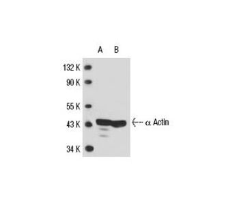 Actin SPM332 Science Company Labroots