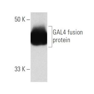 GAL4 [DBD] (RK5C1) Alexa Fluor® 790