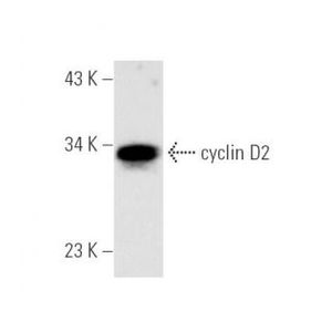cyclin D2 (34B1-3) Alexa Fluor® 790