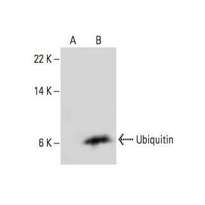 Ubiquitin (P4D1) Alexa Fluor® 647