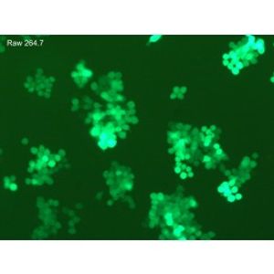 ViroMag -Transduction Reagent