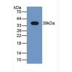 Pyrophosphate Assay Kit (Colorimetric / Fluorometric)(AB234040)