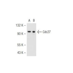 Cdc27 (C-4)
