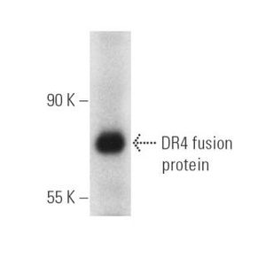 DR4 (B-9) Alexa Fluor® 790