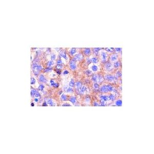 NFATc1 (7A6) Alexa Fluor® 488