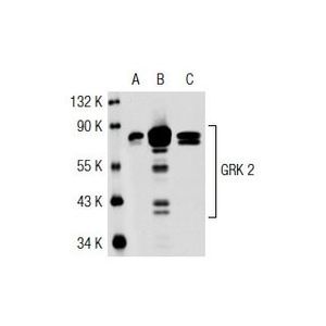 GRK 2 (C-9) Alexa Fluor® 647