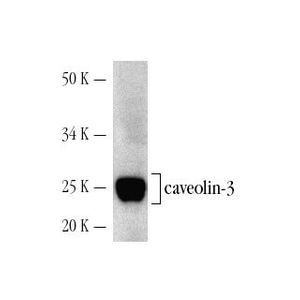caveolin-3 (A-3) Alexa Fluor® 647