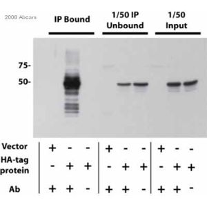 Anti-HA tag antibody - ChIP Grade