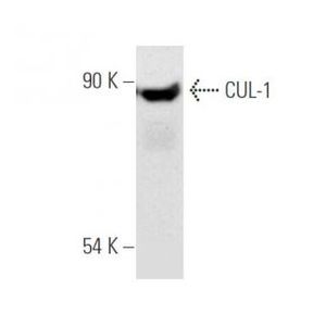 CUL-1 (AS97) Alexa Fluor® 594