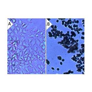 Geneticin (G418) Sulfate-3