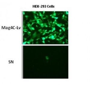 Mag4C-LV Kit -for Magnetic Virus Concentration