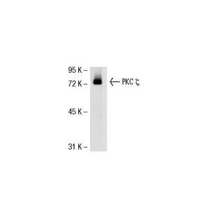 PKC ζ (H-1) HRP