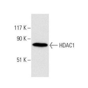 HDAC1 (H-11) Alexa Fluor® 546