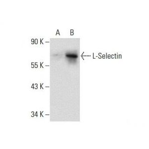 L-Selectin (lam1-116) Alexa Fluor® 680