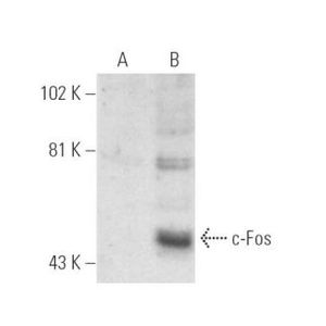 c-Fos (D-1) Alexa Fluor® 790