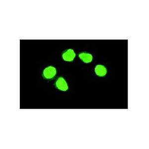 p16 INK4A (F-12) Alexa Fluor® 594