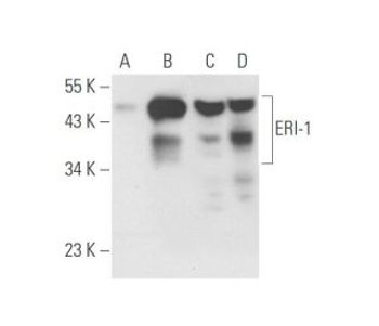 ERI 1 B 10 HRP Science Company Labroots