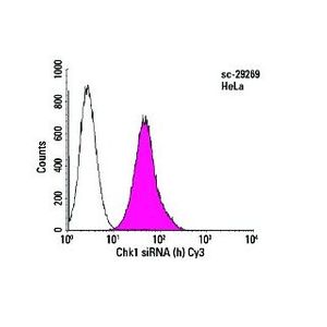 siRNA Transfection Reagent