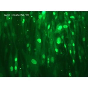 Lullaby Stem -siRNA Transfection Reagent