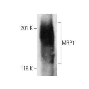 MRP1 (QCRL-4)