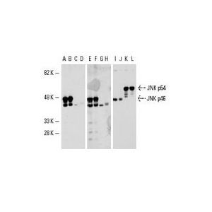 JNK1 (F-3) AC