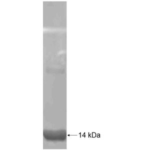 Recombinant Human ADH7 protein, His-tagged