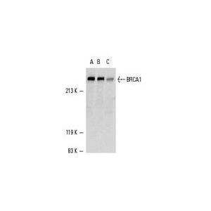 BRCA1 (D-9) Alexa Fluor® 594