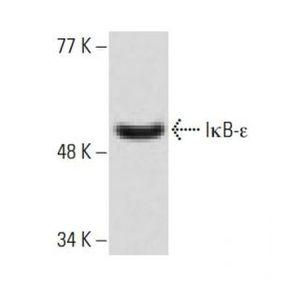 IκB-ε (G-4) Alexa Fluor® 546