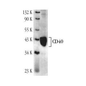 CD40 (H-10)