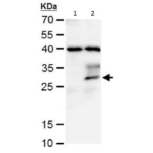 TUNEL Assay Kit - BrdU-Red(AB66110)