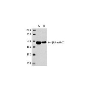 β-Arrestin-2 (H-9) Alexa Fluor® 546
