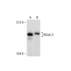 NCoA-3 (F-2) Alexa Fluor® 546