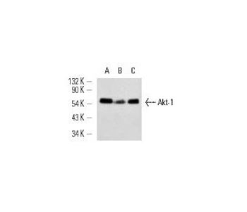 Akt1 G 5 HRP Science Company Labroots