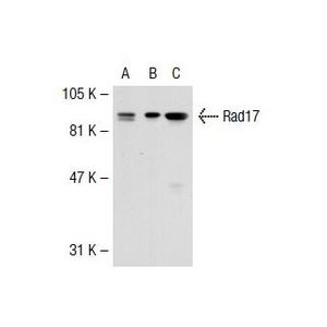 Rad17 (H-3) AC