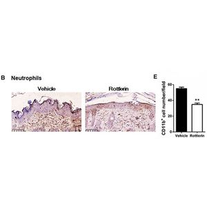 Anti-CD11b antibody [EPR1344]