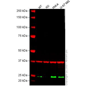 Phalloidin-iFluor 594 Reagent(AB176757)