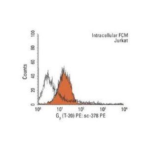 mouse anti-rabbit IgG-PE