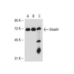 Smad4 (B-8) Alexa Fluor® 647