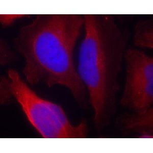 Cell Counting Kit 8 (WST-8 / CCK8)(AB228554)