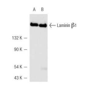 Laminin β-1 (A-1)
