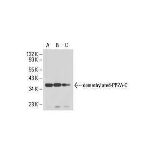 demethylated-PP2A-C (4B7)