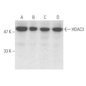 HDAC3 (B-12) Alexa Fluor® 647