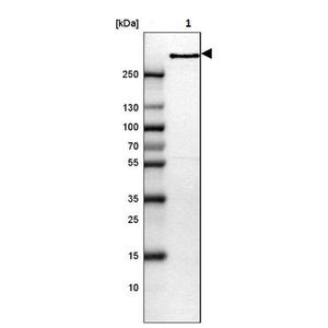 Anti-SNAP25 antibody [EPR20249-110] - BSA and Azide free (Capture)(AB252660)