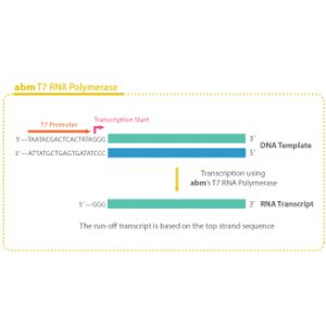 T7 RNA Polymerase