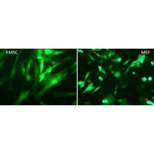 RmesFect Stem -mRNA Transfection Reagent