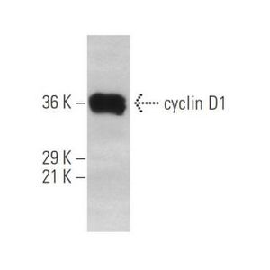 cyclin D1 (HD11) Alexa Fluor® 546